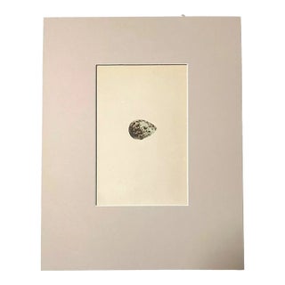 Antique Egg Print, Rev. F O Morris's Natural History, 1867, "Brown Snipe", EUC For Sale