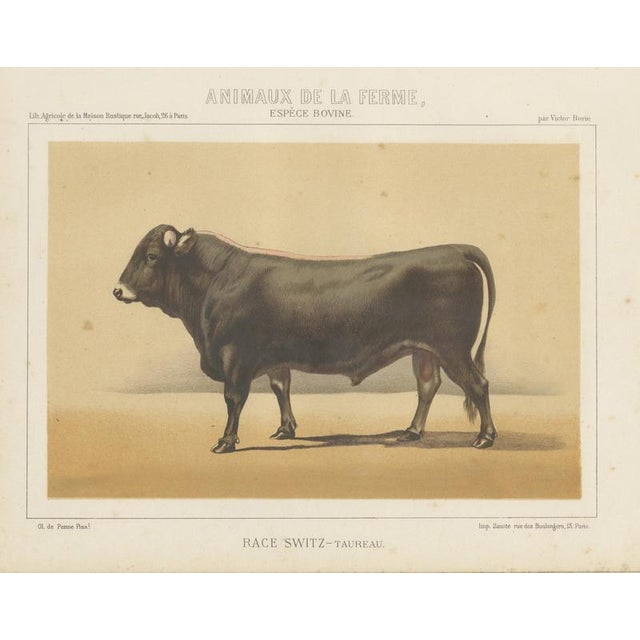 Olivier De Penne, Schwyz Bull, Swiss Brown Cattle, 1863, Chromolithograph For Sale - Image 9 of 9