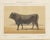 Olivier De Penne, Schwyz Bull, Swiss Brown Cattle, 1863, Chromolithograph For Sale - Image 9 of 9