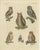 European Owls, 1800, Print on Paper For Sale - Image 12 of 12