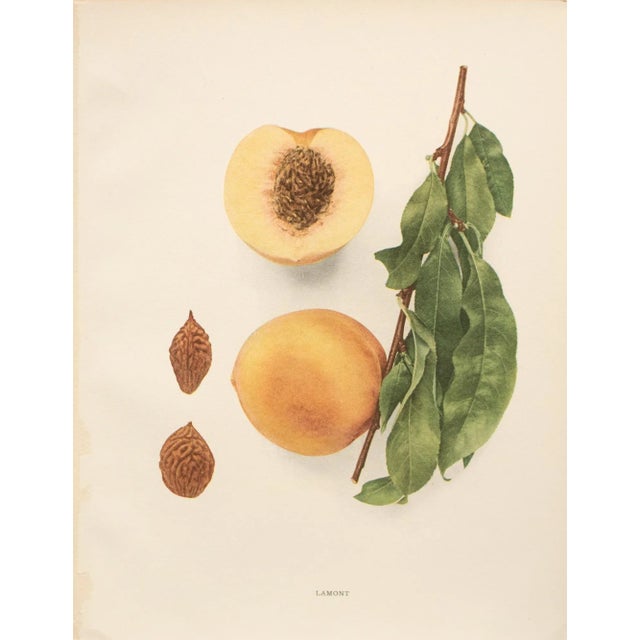Paper 1900s U. P. Hedrick, Original Antique Photogravure of Lamont Peaches For Sale - Image 7 of 7