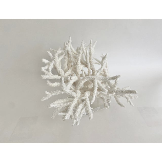 Extraordinary Natural Staghorn Coral Specimen on Acrylic Base For Sale - Image 4 of 7