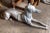 Absolutely chic pair of detailed, left and right, hand-cast, French, lead and zinc, recumbent greyhounds from the early...