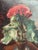 Elna Jacobsson, Cineraria in a Pot, 1960s, Oil Painting on Panel, Framed For Sale - Image 15 of 18