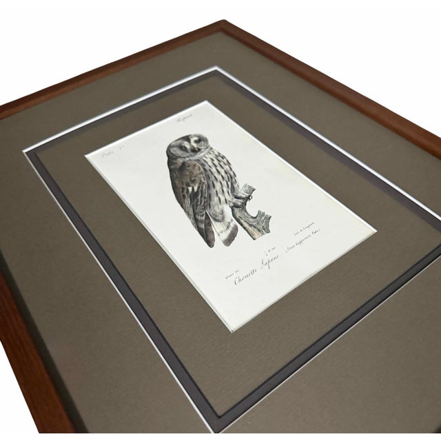 1828 Framed Great Grey Owl by Werner | Hand-Colored Bird Print For Sale - Image 4 of 5