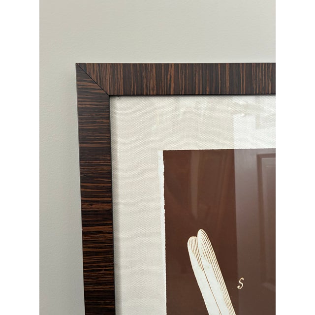 Mid-Century Modern Natural Curiosities Sepia Botanical Study Print in Dark Wood Frame For Sale - Image 3 of 5