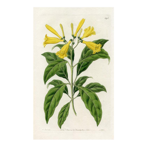 1828, King-Wood Tree Botanical Print, the Botanical Register, Original Antique Botanical Print, Engraving, Hand Colored, England