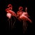 Istvan Kadar, American Flamingos (Phoenicopterus Rubber) in Sleeping Position, Photographic Paper, in Flawless conditions....