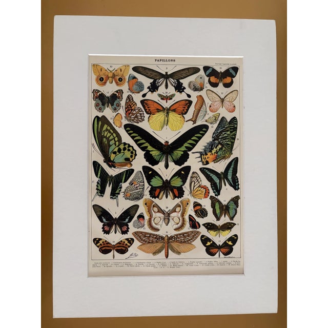 Chart with Exotic Butterflies by Adolphe Millot, 1900 For Sale - Image 4 of 5