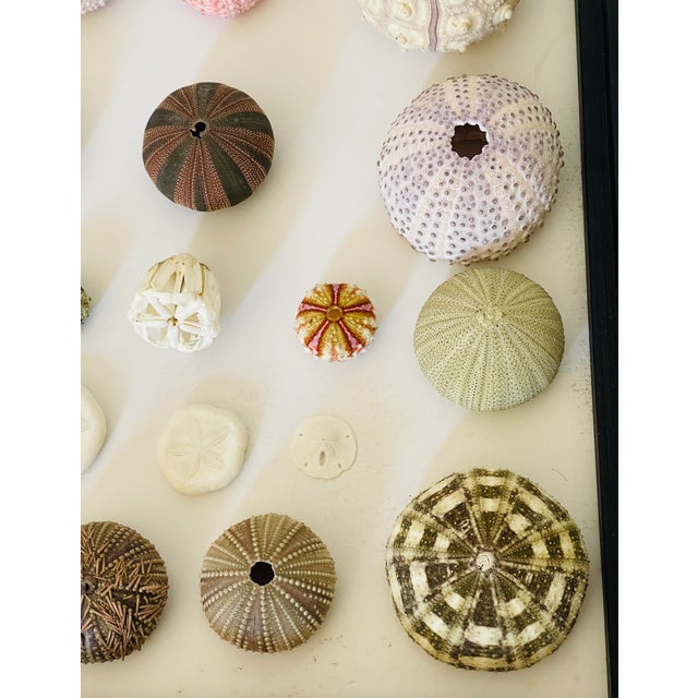 Contemporary 1970s Natures Beauty Sea Shell Collection For Sale - Image 3 of 6
