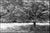 Not Yet Made - Made To Order Paul Cooklin, Trees, Edition of 50 For Sale - Image 5 of 5