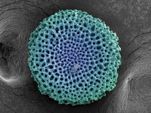 Untitled Radiolarian Digital Painting by Modernist Andrew Leonard