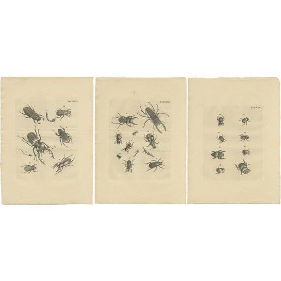 Voet, Various Beetles, Prints, Set of 3 For Sale - Image 6 of 6