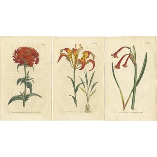 Curtis, Botany Illustrations, 1794, Prints, Set of 3 For Sale