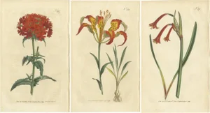 Curtis, Botany Illustrations, 1794, Prints, Set of 3