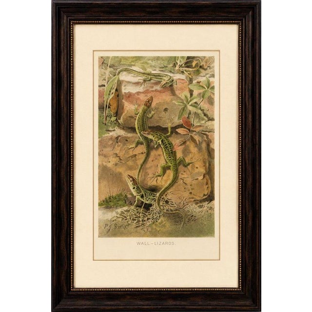 Wall lizards – antique reptile natural history print by p.j. Smit, 1895 this attractive antique natural history print...