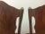 Antique Bentwood Dining Chairs from Jacob & Josef Kohn, Set of 4 For Sale - Image 9 of 18