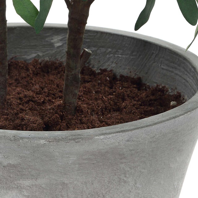 Textile Marisol Potted Olive Plant For Sale - Image 7 of 7