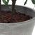 Textile Marisol Potted Olive Plant For Sale - Image 7 of 7