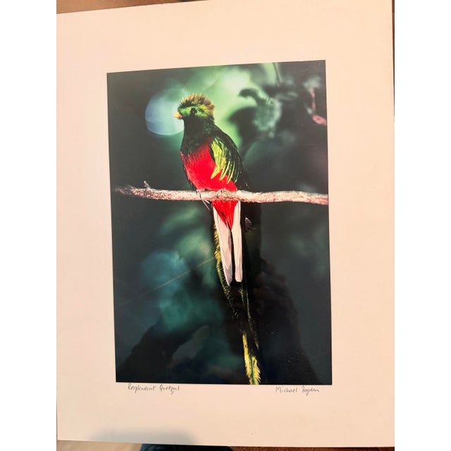 Forest Green Michael Fogden Signed “Resplendent Quetzal” Costa Rica Wildlife Photograph, 11” × 14” Matted For Sale - Image 8 of 11