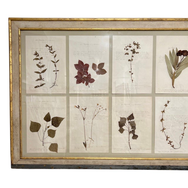 This remarkable 18th-century Swedish botanical collection features carefully preserved dried specimens beautifully...