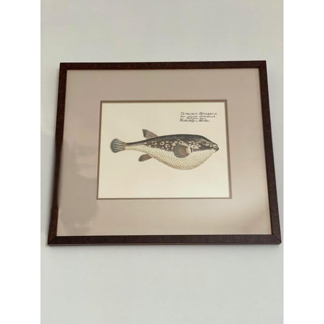 Vintage Framed Marcus Elieser Bloch Hand Colored Tetrodon Honckenu, Puffer Fish For Sale - Image 9 of 9