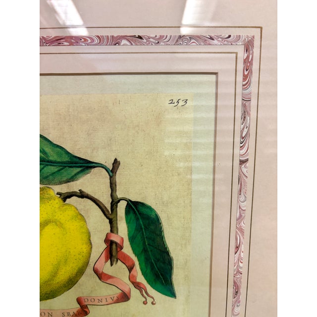 Vintage Framed “Limon Sbardonius” Lemon Citrus Botanical Print After Giovanni Battista Ferrari For Sale In Raleigh - Image 6 of 11