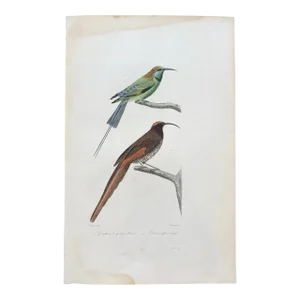 French Antique 18th Century "Guepier a Gorge Bleue" Bird Engraving Hand Colored Signed Artwork