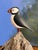 Handsome hand-carved and painted puffin on a driftwood. Signed Poisson on the bottom. Most items found at Pub & Oasis are...