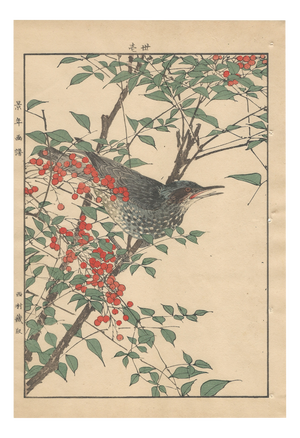Imao Keinen, Brown-Eared Bulbul, 1892, Print