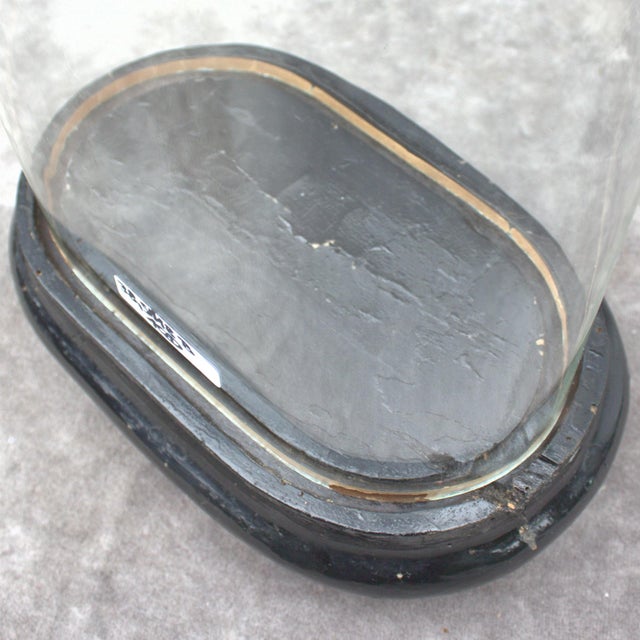 Transparent Antique Oval Glass Dome 15.16 X 7.09 X 3.94 Special Size Bell Jar Victorian Era 38,5 X 18 X 10 Cm Unique Collectible Timepiece Home Decor For Sale - Image 8 of 11