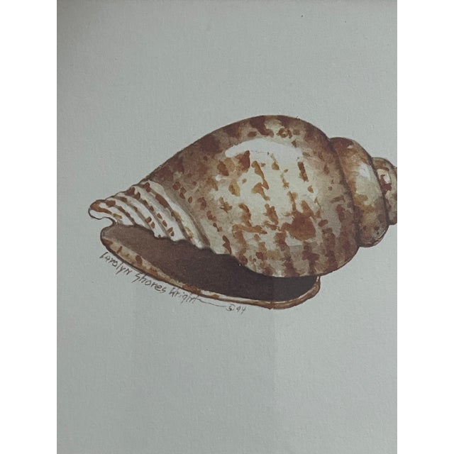 Three framed vintage coastal sea shell prints nts.