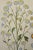 Flowering Feverfew Plants: A 17th C. Besler Hand-Colored Botanical Engraving, 1640 For Sale In San Francisco - Image 6 of 7