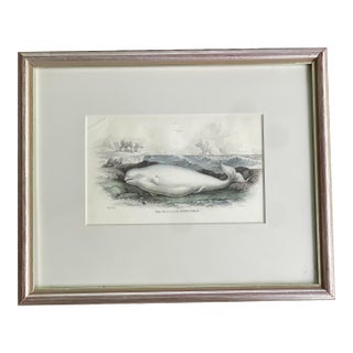 Antique 19th Century Whale Nautical Themed Hand-Colored Partial Book Plate/Engraving Contemporary Silver Leaf Style Frame Option #1 Beluga Whale For Sale