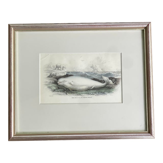 Antique 19th Century Whale Nautical Themed Hand-Colored Partial Book Plate/Engraving Contemporary Silver Leaf Style Frame Option #1 Beluga Whale For Sale