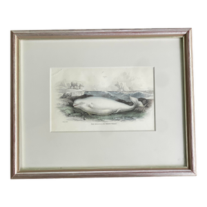 Antique 19th Century Whale Nautical Themed Hand-Colored Partial Book Plate/Engraving Contemporary Silver Leaf Style Frame Option #1 Beluga Whale