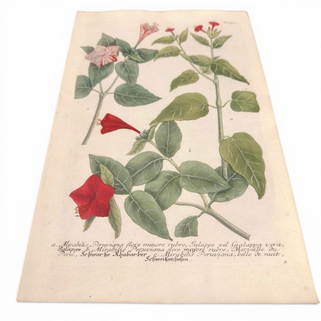 Weinmann c.1730 Hand-Colored Botanical Mezzotint — Mirabilis Jalapa by Johann Wilhelm Weinmann For Sale - Image 4 of 6