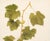 Farmhouse 1900s U. P. Hedrick, Original Antique Photogravure of Shoot of Vitis Vinifera Grapes For Sale - Image 3 of 6