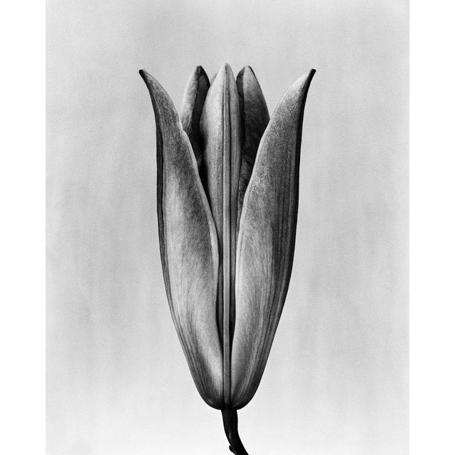 Lily '23' Lily was photographed using a large format 4x5 black and white film. from Limited edition of 10. Printed on...