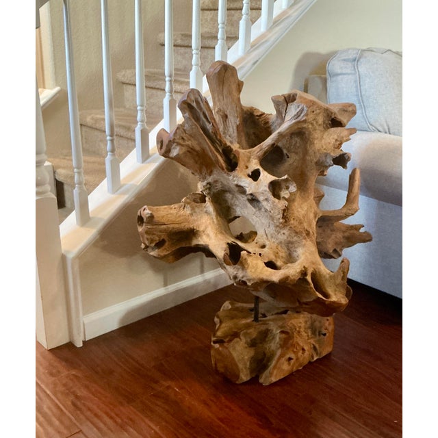 Organic Cyprus Root Sculpture - One of a Kind Statement Piece! For Sale In Las Vegas - Image 6 of 12
