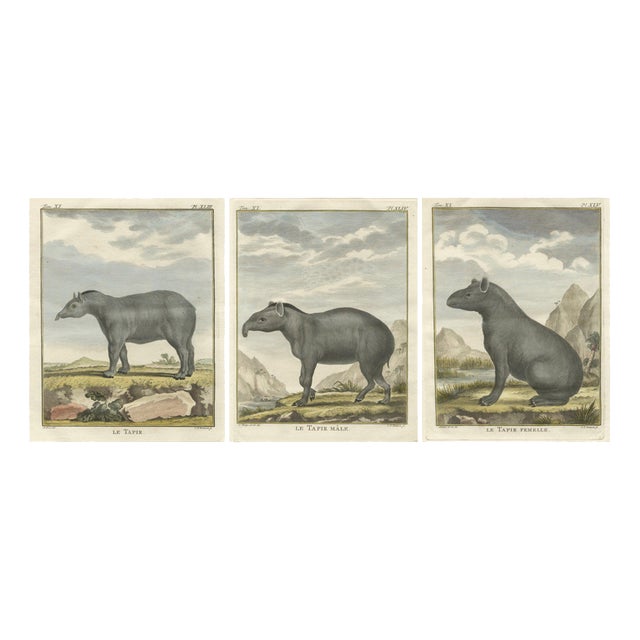After Jacques de Sève, Tapir Trio, 1769, Prints, Set of 3 For Sale