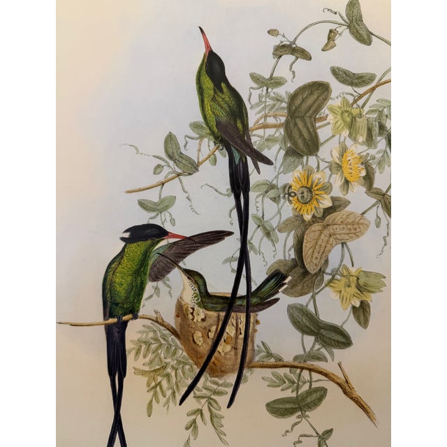 Wood 1990s Framed Prints, Set of 3, Crimson Topaz, Fiery Topaz, and Black-Capped Hummingbirds Hill House Editions For Sale - Image 7 of 12