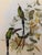 Wood 1990s Framed Prints, Set of 3, Crimson Topaz, Fiery Topaz, and Black-Capped Hummingbirds Hill House Editions For Sale - Image 7 of 12