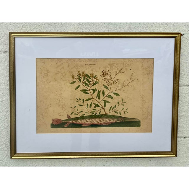 18th Century Framed Engravings by Mark Catesby, Set of Nine Natural History Art For Sale - Image 14 of 17