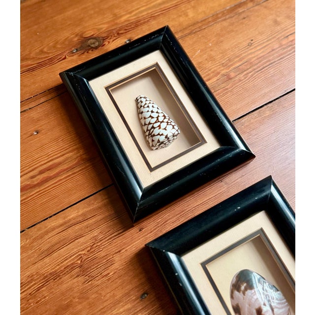 Traditional Pair of Vintage Framed Sea Shells For Sale - Image 3 of 8