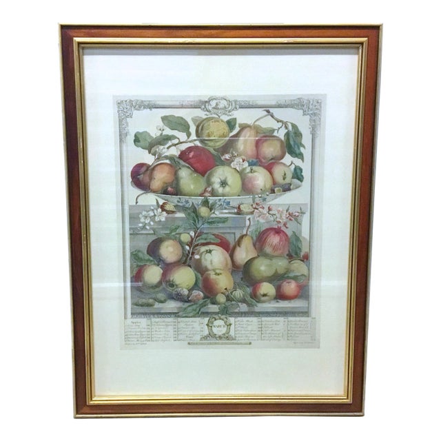 Vintage Apple & Pear Species Engraving For Sale