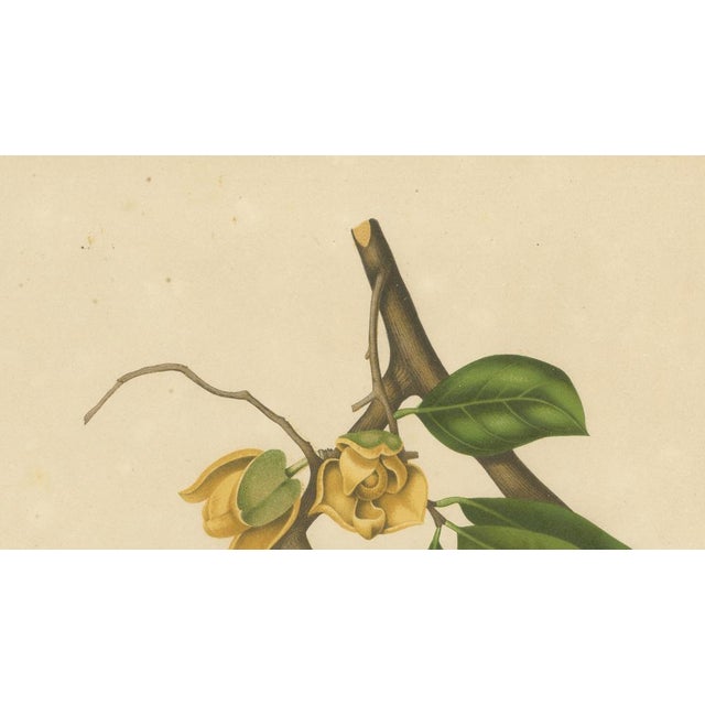 Hoola van Nooten, Soursop Botanical, 1880, Chromolithograph For Sale - Image 4 of 9