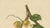 Hoola van Nooten, Soursop Botanical, 1880, Chromolithograph For Sale - Image 4 of 9