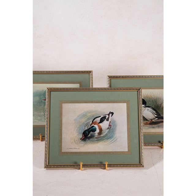 Set of three signed duck prints by Basil Ede, each featuring detailed waterfowl illustrations with green mats and...