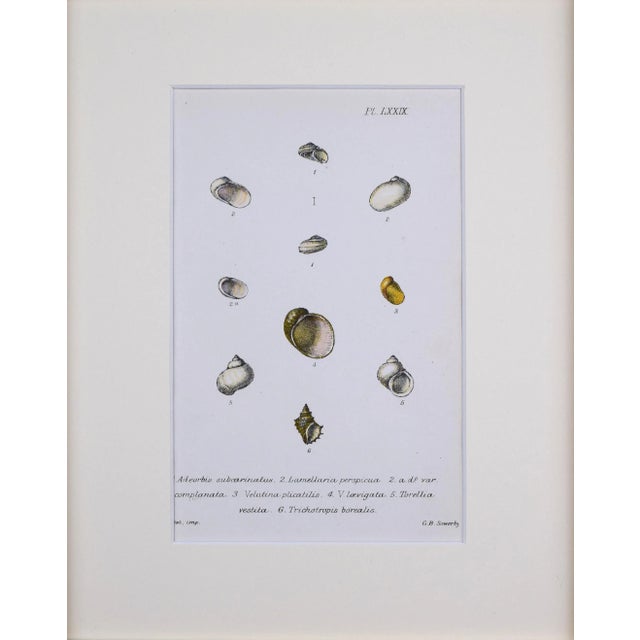 Antique hand colored lithograph published 1869 in London from "British Conchology, or an Account of The Mollusca" by John...